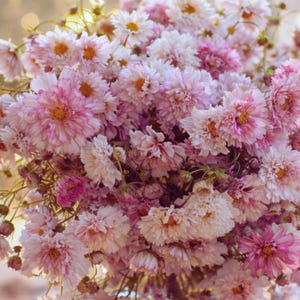 May include: A lush bouquet of pink and white flowers in a clear glass vase. The flowers have multiple layers of delicate petals and yellow centers. The vase sits on a wooden surface, with a soft, blurred background.