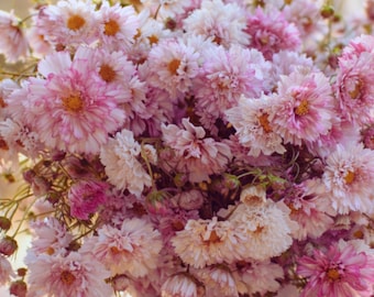 Cosmos Double Click Pink seeds, airy cut flower for summer and romantic bouquets, 25, 50 or 100 Seeds