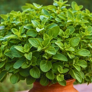 May include: A vibrant green oregano plant in a terracotta pot. The oregano has small, round leaves and is densely packed, creating a full, lush appearance. The pot is a warm, earthy brown, and the background is a blurred green.