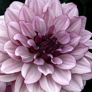 Tubérculo de dalia Creme de Cassis, flor bicolor rosa y ciruela (reserva anticipada primavera 2025)