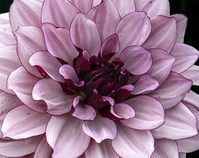 Creme De Cassis Dahlia Tuber, Pink and Plum Bicolor Flower (spring 2025 ...