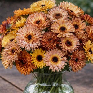 Calendula Flashback Mix Seeds, Apricot and Peach, Cut Flower Garden Heirloom Seeds