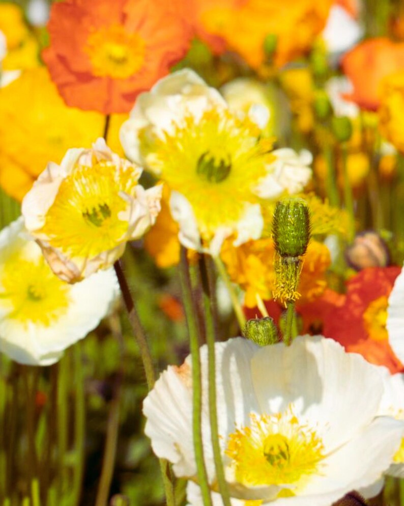 Poppy Mixture Cottage Meadow Poppy Mix Seeds, Shirley, California, and Champagne ...