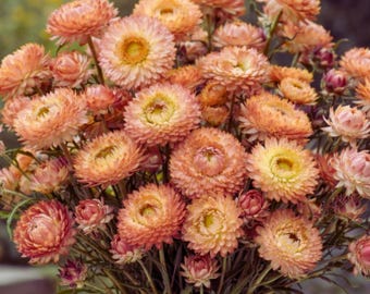 Strawflower Apricot Peach Mix seeds, warm pastel flowers for arrangements