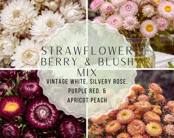 Strawflower Berry and Blush Mix Seeds, flowers for cutting, pressing, and drying