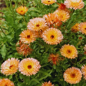 Peut inclure: Gros plan sur un groupe de fleurs de calendula orange et jaune vif en pleine floraison. Les p&eacute;tales sont superpos&eacute;s et textur&eacute;s, avec un centre brun fonc&eacute;. Les fleurs sont entour&eacute;es de feuillage vert, cr&eacute;ant une sc&egrave;ne naturelle et color&eacute;e.