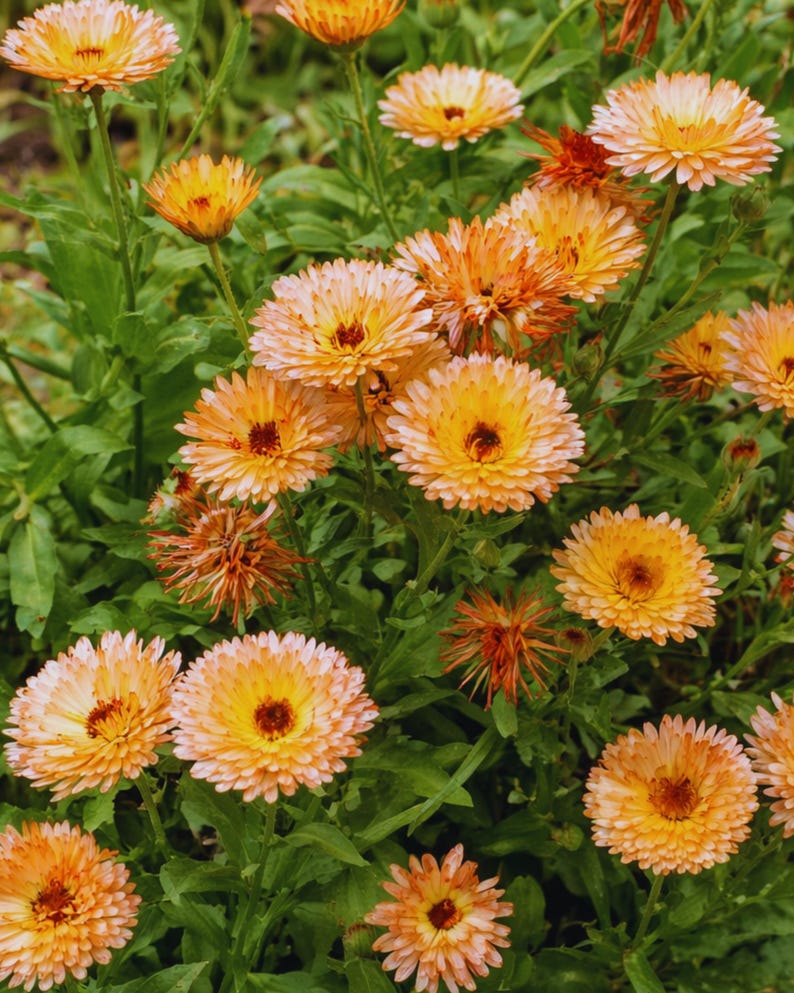 Peut inclure: Gros plan sur un groupe de fleurs de calendula orange et jaune vif en pleine floraison. Les p&eacute;tales sont superpos&eacute;s et textur&eacute;s, avec un centre brun fonc&eacute;. Les fleurs sont entour&eacute;es de feuillage vert, cr&eacute;ant une sc&egrave;ne naturelle et color&eacute;e.