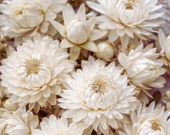 Strawflower Vintage White organic seeds, elegant flowers for crafts and decor