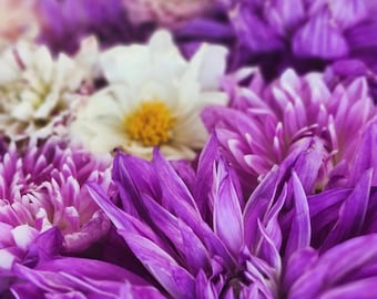 Peut inclure: Gros plan sur une collection de dahlias violets et blancs vibrants. Les pétales des fleurs sont d'un violet profond, avec des accents violets et blancs plus clairs. Une fleur blanche avec un centre jaune est au centre de l'image.