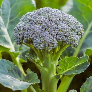 May include: A close-up of a fresh broccoli plant. The broccoli head is a vibrant blue-green color, composed of many small florets. The thick, green stalk and large leaves are also visible, creating a natural, healthy image.