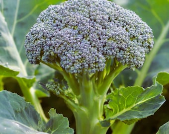 May include: A close-up of a fresh broccoli plant. The broccoli head is a vibrant blue-green color, composed of many small florets. The thick, green stalk and large leaves are also visible, creating a natural, healthy image.