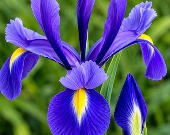 Peut inclure: Une fleur d'iris hollandais aux pétales bleu-violet profond, ornés de marques centrales jaune vif sur les sépales. La fleur présente trois pétales dressés et trois sépales retombants, accompagnée d'un bouton floral bleu fermé.