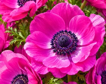 Peut inclure: Un groupe de fleurs d'anémones magenta vif avec de multiples pétales arrondis et un disque central texturé violet foncé. Les fleurs sont disposées en un groupe dense, mettant en valeur leur couleur rose vif et le feuillage vert.