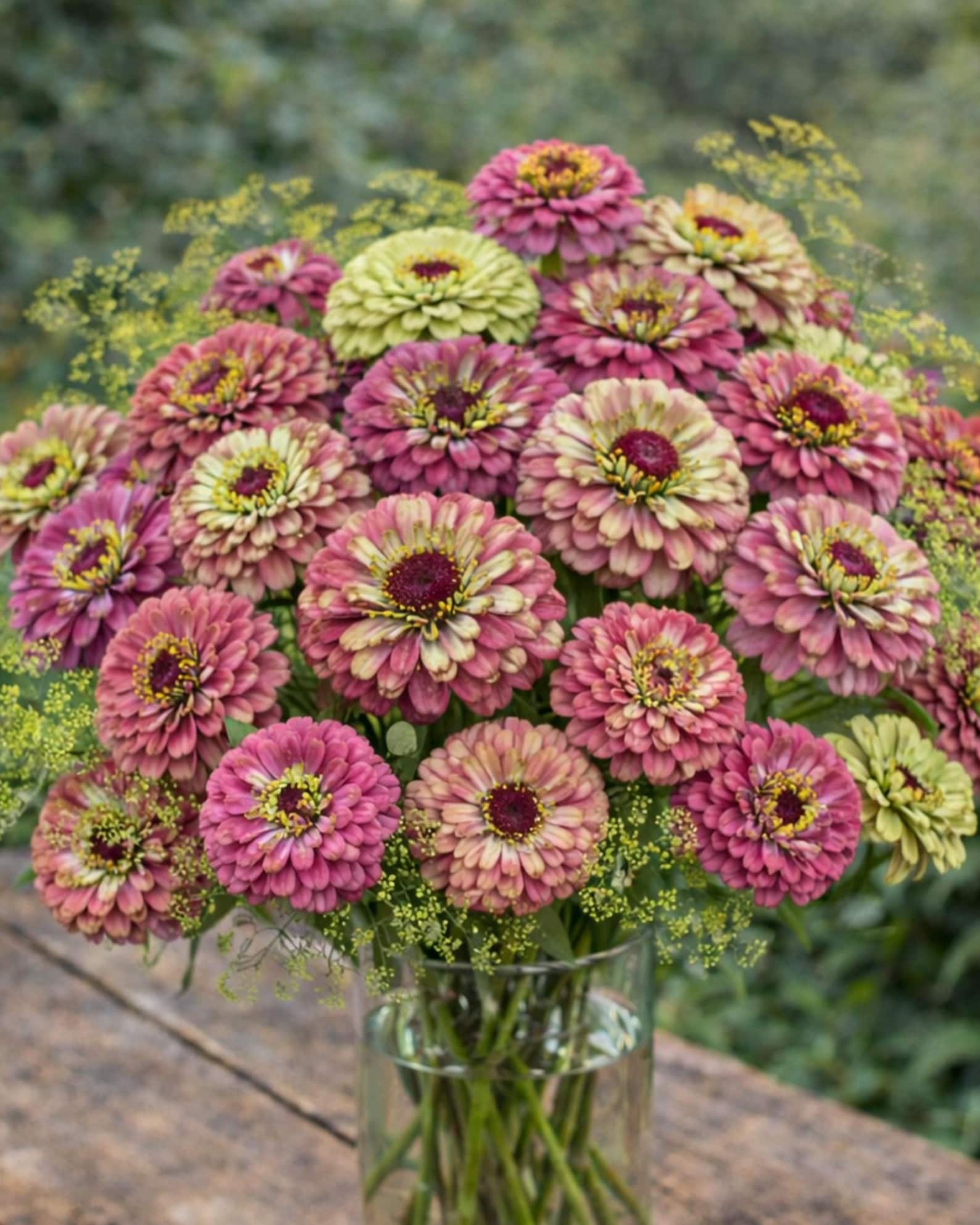 Queeny Red Lime Zinnia Seeds, Unique Variety for Cutting Gardens - Etsy