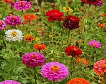 Zinnia Signature Mix seed pack, vibrant summer flowers for cutting gardens, pollinator friendly seeds