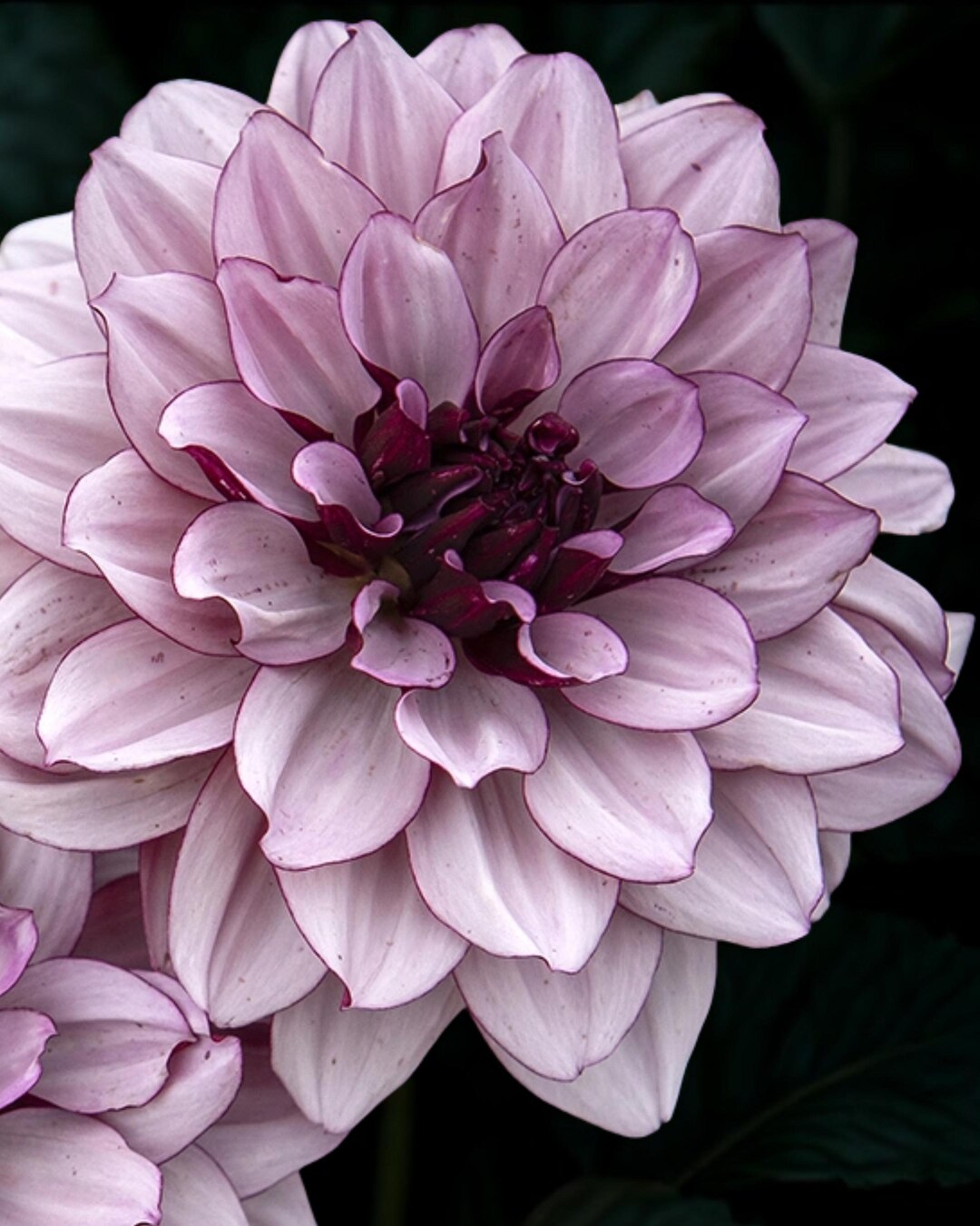 Creme De Cassis Dahlia Tuber, Pink and Plum Bicolor Flower (spring 2025 ...