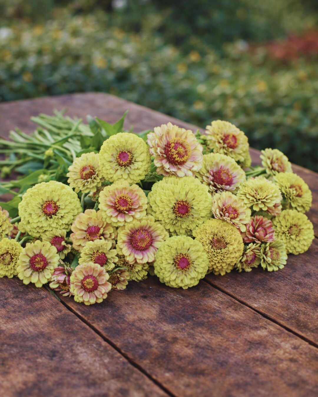 Queeny Lime With Blush Zinnia Seeds, Unique Chartreuse and Rose Variety ...