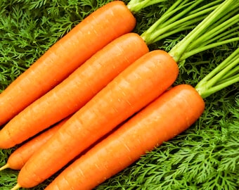 Carrot Goldfinger Seeds, Sweet Tender Baby Carrot Variety, Organic Heirloom Garden Carrots