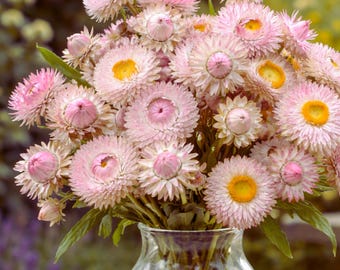Strawflower Silvery Rose seeds, soft pink flowers for cutting and drying