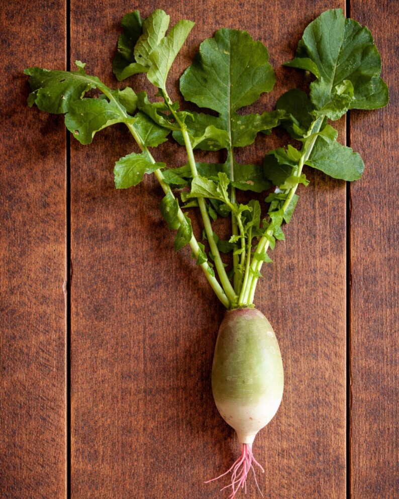 LittleBearNC Radish Watermelon Seeds