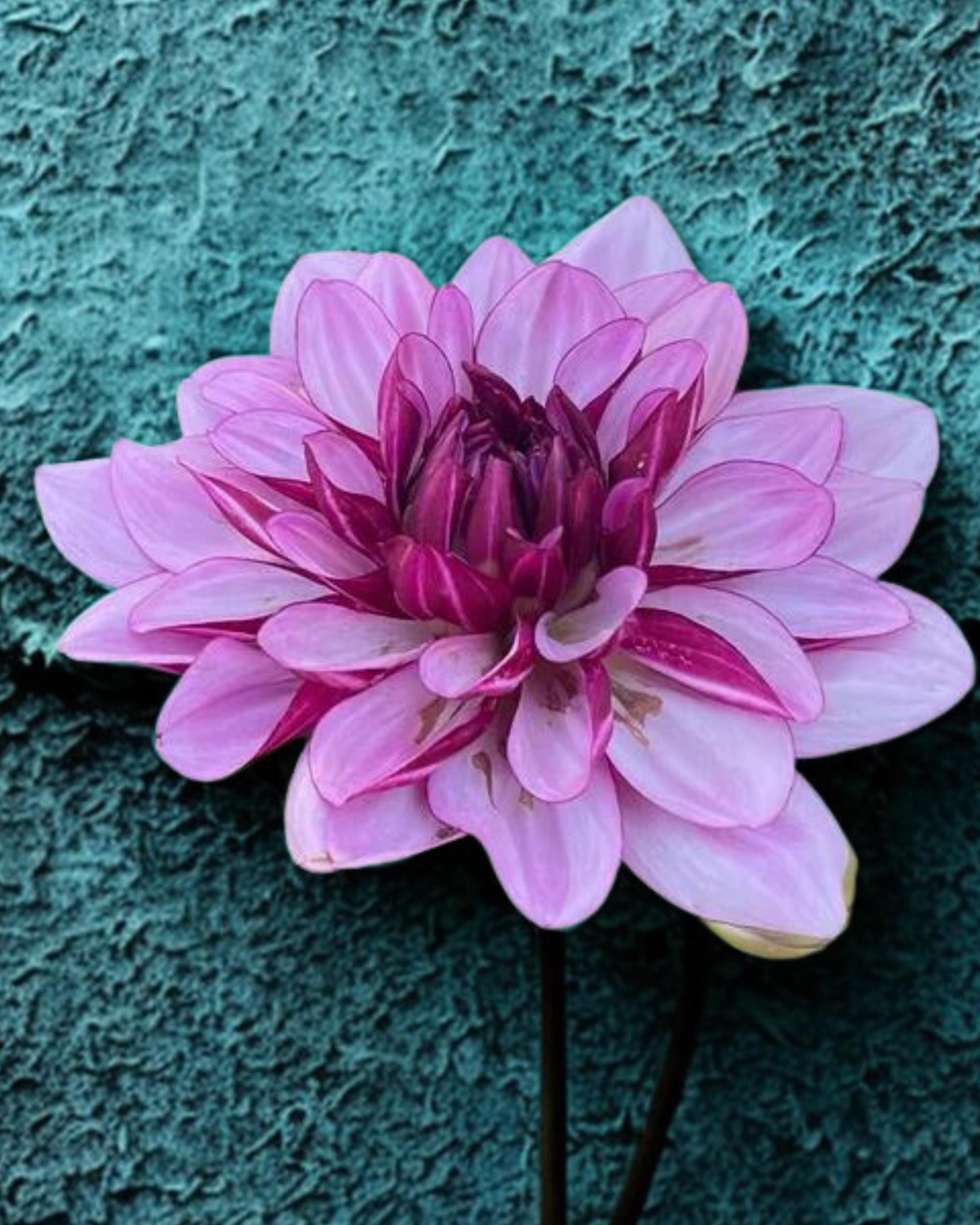 Creme De Cassis Dahlia Tuber, Pink and Plum Bicolor Flower (spring 2025 ...