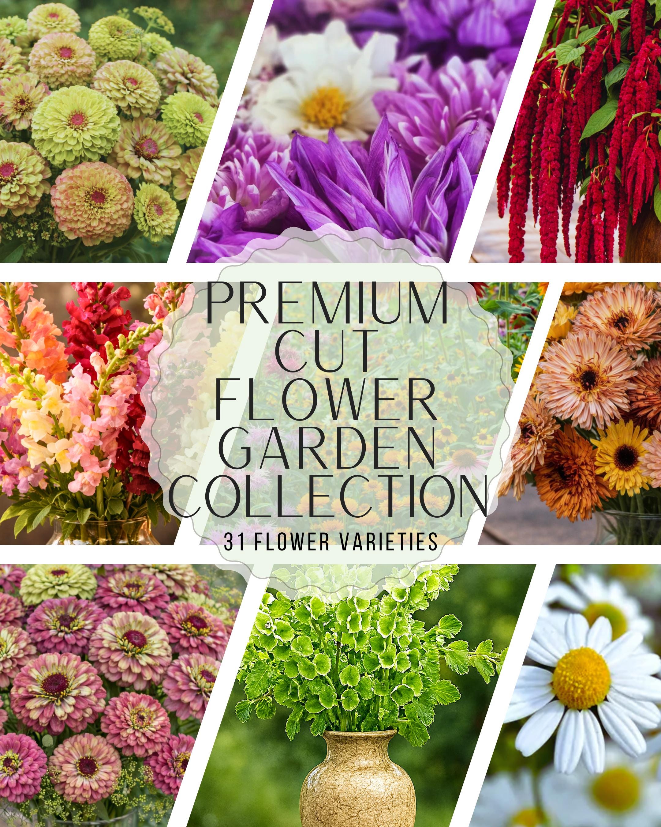 Cut Flower Seeds