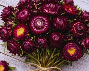 Strawflower Purple Red seeds, vibrant flowers for long-lasting dried bouquets