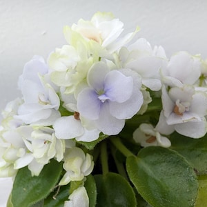 アフリカンバイオレットミニ