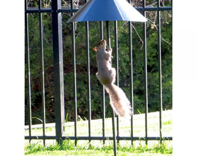 Squirrel Defeater Snap-On Pole Baffle – Metal Squirrel Guard for Bird Feeders Adjustable Pole Baffle Fits 1/2" to 1-3/8" Poles  Easy Install