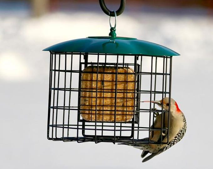 Squirrel Resistant Double Suet Feeder | Caged Suet Bird Feeder | Woodpecker & Nuthatch Feeder