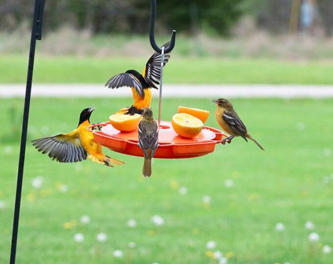 Bird Feeder Ultimate Oriole Fruit, Nectar & Jelly Feeder Orange