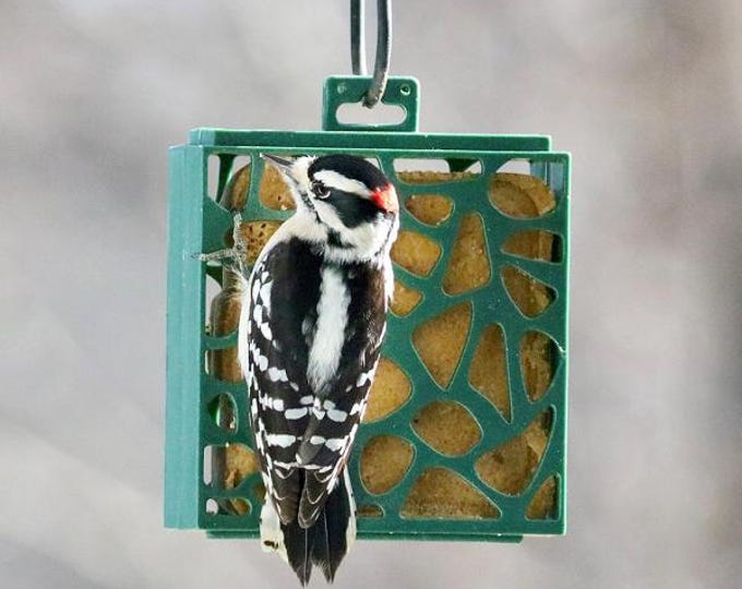 Recycled Plastic Eco-Friendly Suet Bird Feeder | Single Suet Cake Holder | Hanging Wild Bird Feeder
