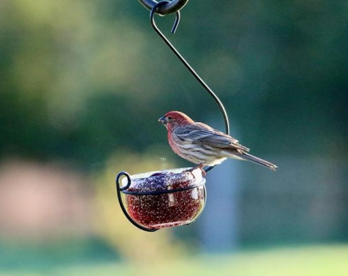 Clear Glass Hanging Treat and Mealworm Feeder Bird Feeder Glass Seed Jelly