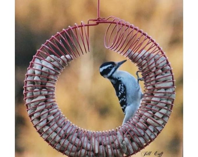 13" Peanut Wreath Bird Feeder | Whole Peanut Feeder for Blue Jays, Woodpeckers & Chickadees Red