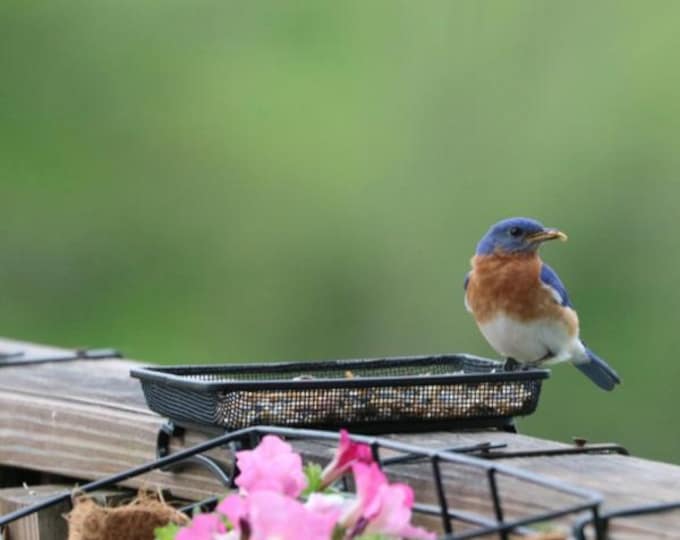 Bird Feeder Ground Tray Feeder Deck Feeder Seeds Mealworms Bluebird Black