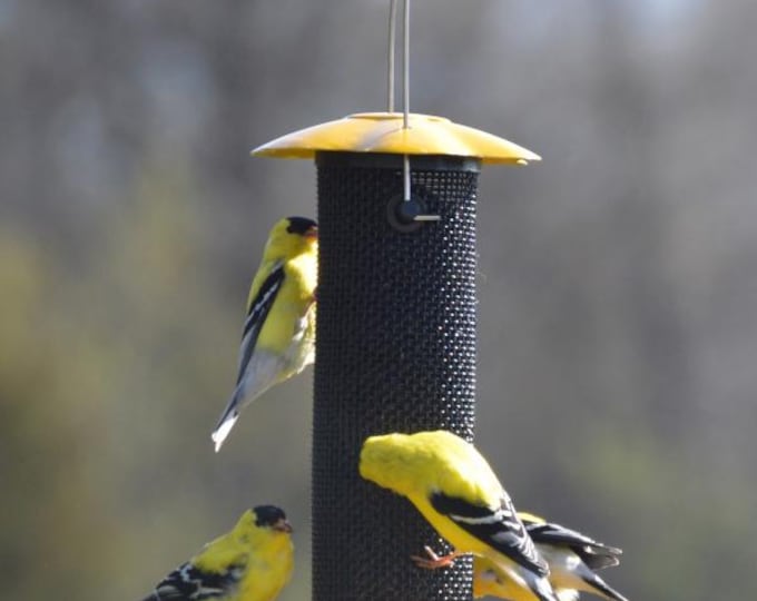 Bird Feeder Petite Yellow Thistle Feeder