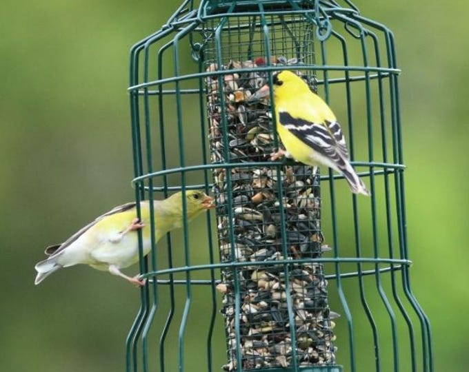 Squirrel Resistant Caged Seed Feeder | Petite Songbird Bird Feeder | Finch & Goldfinch Feeder