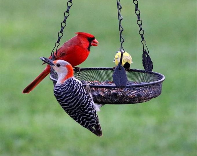 A Hanging Tray Feeder Backyard Essentials