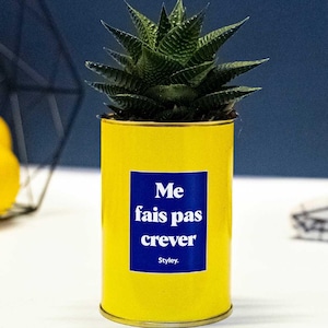 Peut inclure: Une petite plante succulente dans un récipient cylindrique jaune vif. Le récipient porte une étiquette carrée bleue avec le texte blanc « Me fais pas crever » et « Styley ».