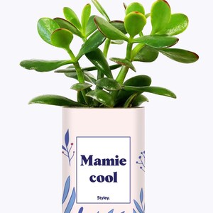 Peut inclure: Une petite plante de jade verte et vive dans un pot cylindrique rose clair. Le pot présente des motifs de feuilles et de fleurs bleues, avec les mots "Mamie cool" en bleu foncé. La marque "Styley." est en dessous.