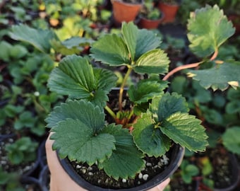 Strawberry Seedling | Fragaria × ananassa 'Ningyu' | Sweet Fruit Plant