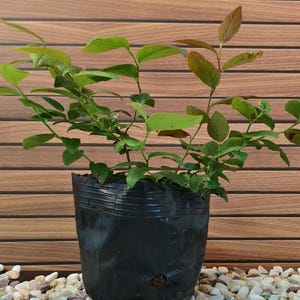 May include: A young plant in a black plastic pot, featuring vibrant green leaves and reddish-brown tips. The plant is set against a wooden background and rests on a bed of small, colorful pebbles. The pot has a drainage hole.