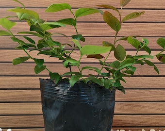 F6 Magica Blueberry Sapling | Non-GMO Garden Sapling | 8''H Shipped with Soil