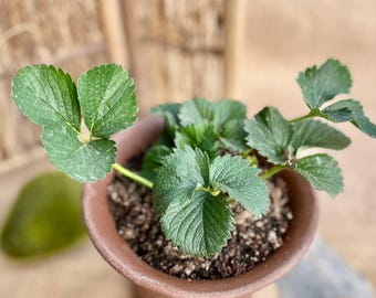 Strawberry Seedling | 'TianXianZui' Strawberry | Fruit Plants