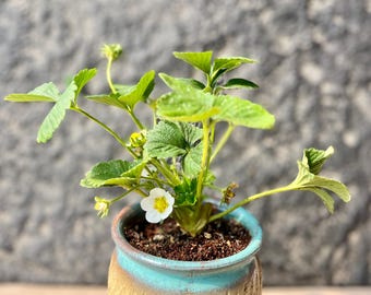 Strawberry Seedling | Fragaria × ananassa 'Yuexiu' | Sweet Fruit Plant