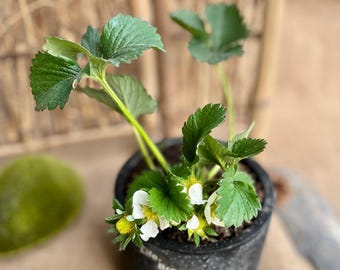 Plántula de fresa Benihoppe / 'Red Face' / Planta frutal