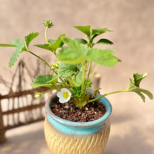 Strawberry Seedling | Fragaria × ananassa 'Snow White' (Awayuki) | Rare Milky White Fruit Plant