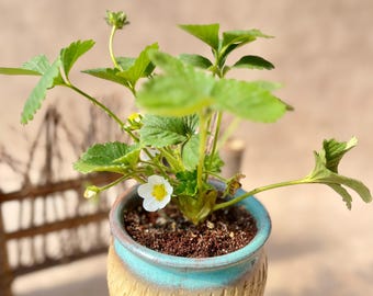 Piantina di fragola / Fragaria × ananassa 'Biancaneve' (Awayuki) / Pianta da frutto rara dal colore bianco latte