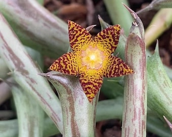 May include: A star-shaped succulent flower with five pointed petals featuring a yellow center and a dense pattern of dark red spots. The flower is surrounded by thick, light green, cylindrical succulent stems with reddish-brown vertical stripes.