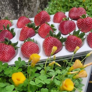 Peut inclure: Une barquette de fraises fraîches et mûres avec des feuilles vertes. Les baies rouge vif sont disposées dans un récipient en plastique blanc, entourées de verdure et de fleurs jaunes. Gros plan sur le fruit.